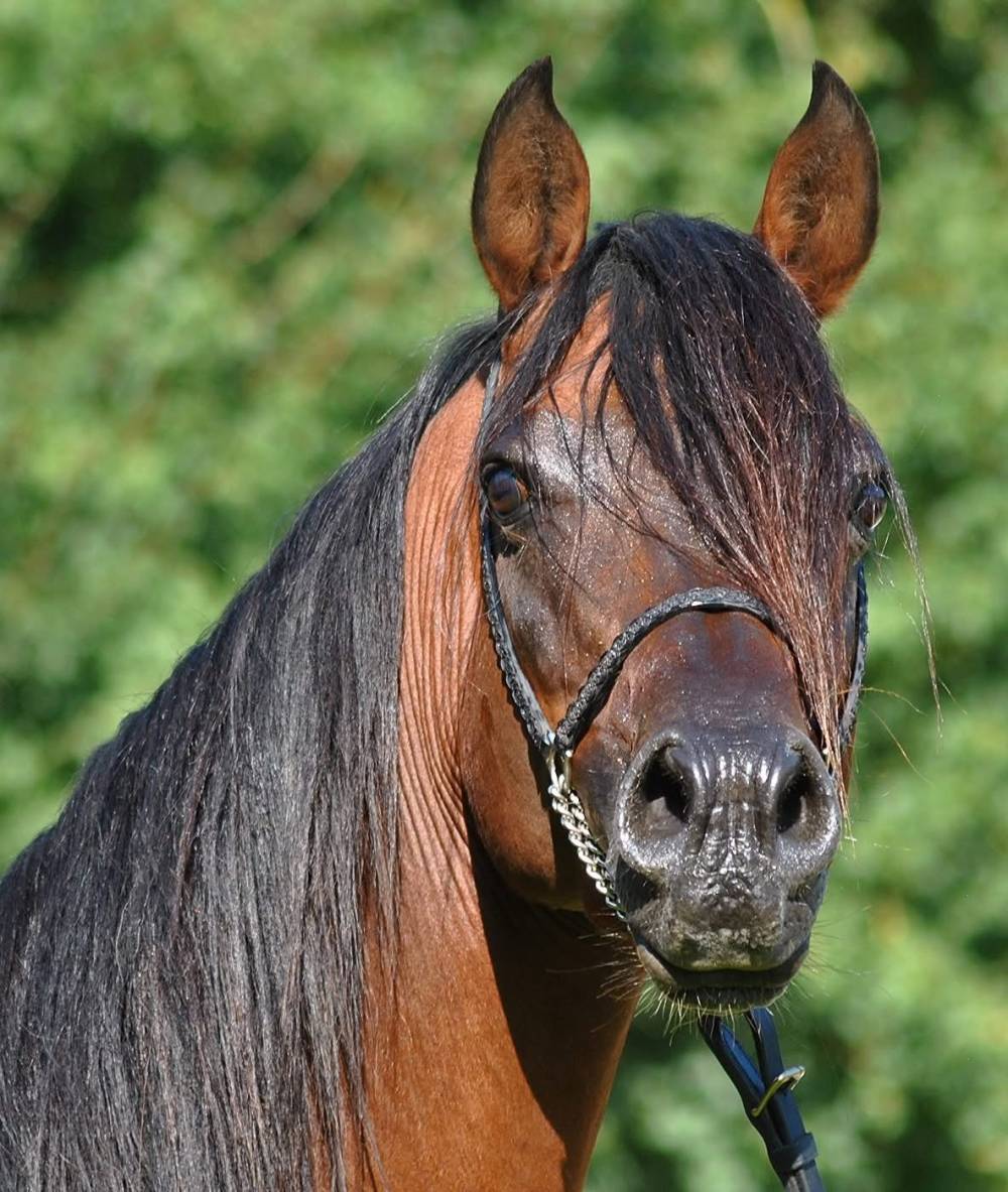 Maximus Armani - 2019