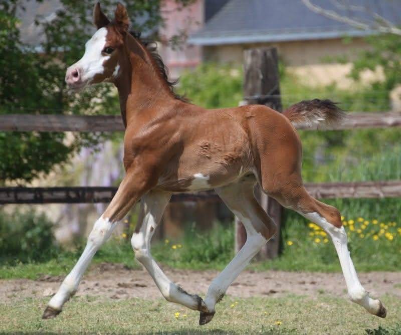 Majesty Armani - 2020