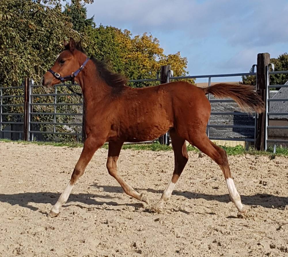 Zaïan Armani - 2021