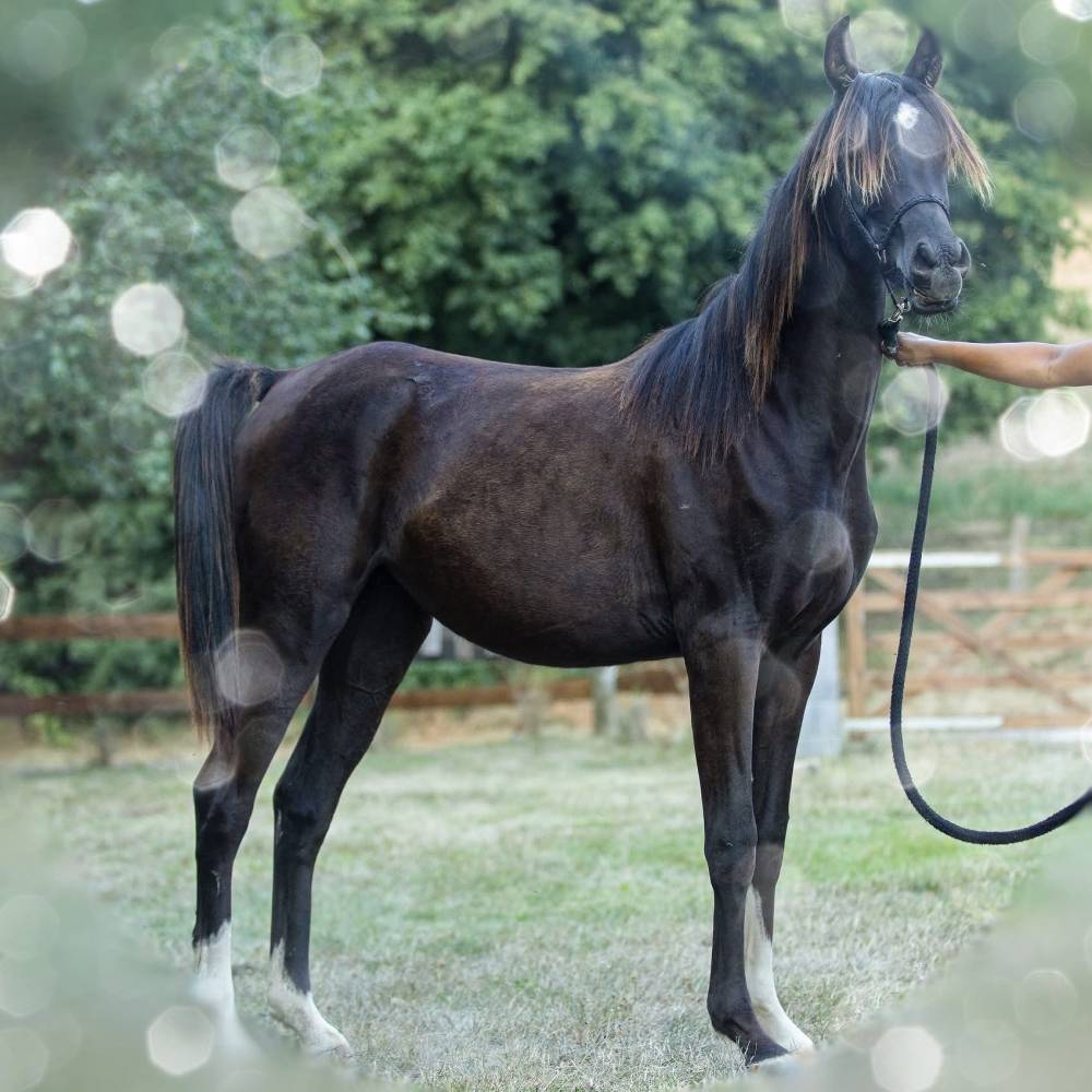 Ayora Armani - 2019