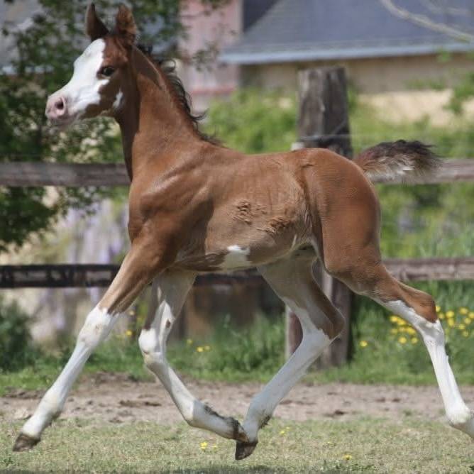 Majesty Armani - 2020